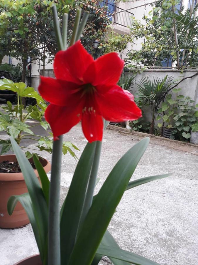 Magnolia Hotel Agmashenebeli コブレチ エクステリア 写真